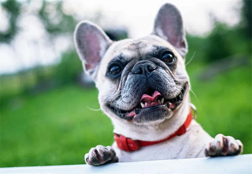 Antonio Filosa Named Stellantis CEO: What This Means for the Auto Giant